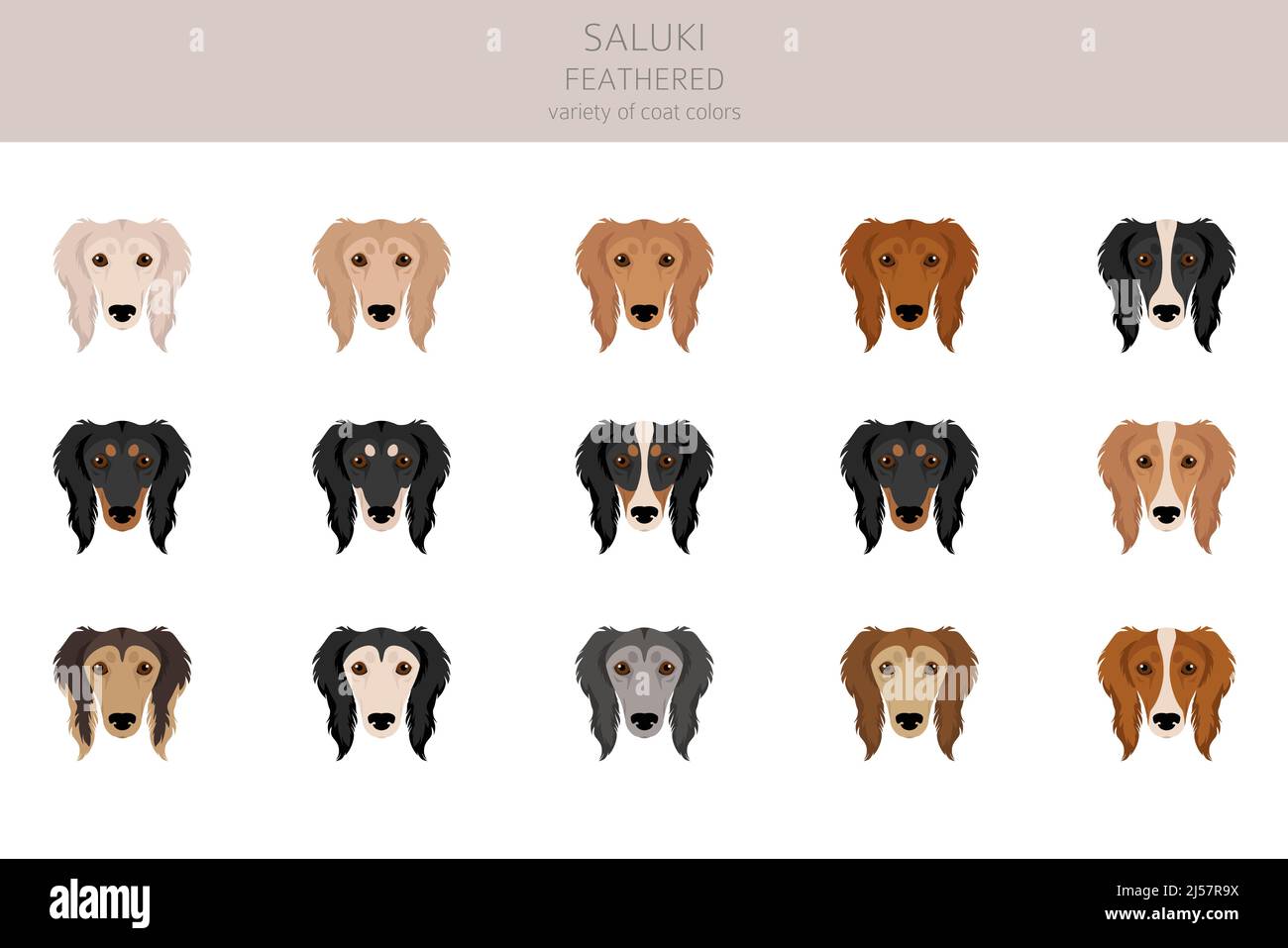 Coats For Saluki Dogs
