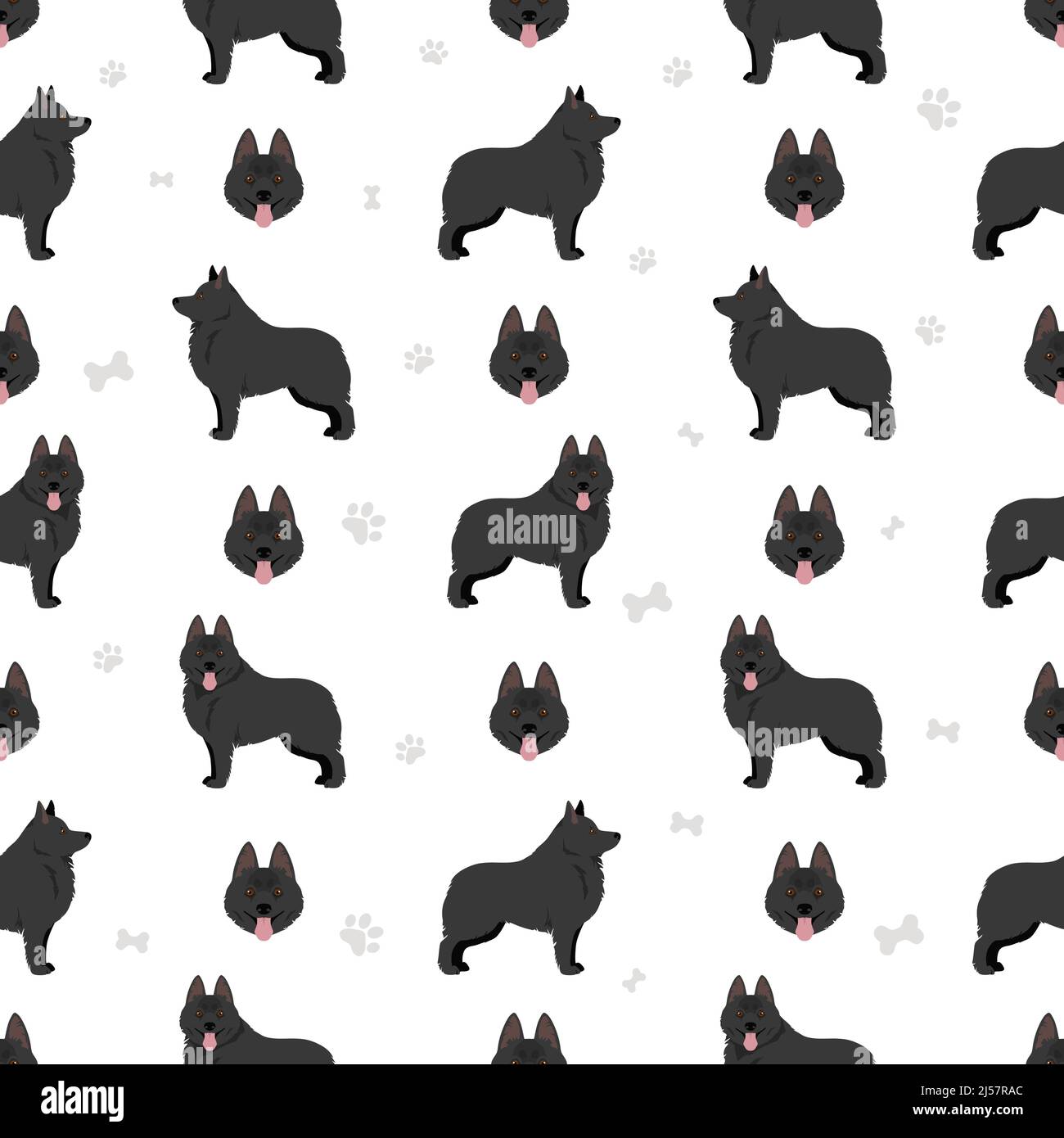 Schipperke seamless pattern. Different poses, coat colors set.  Vector illustration Stock Vector