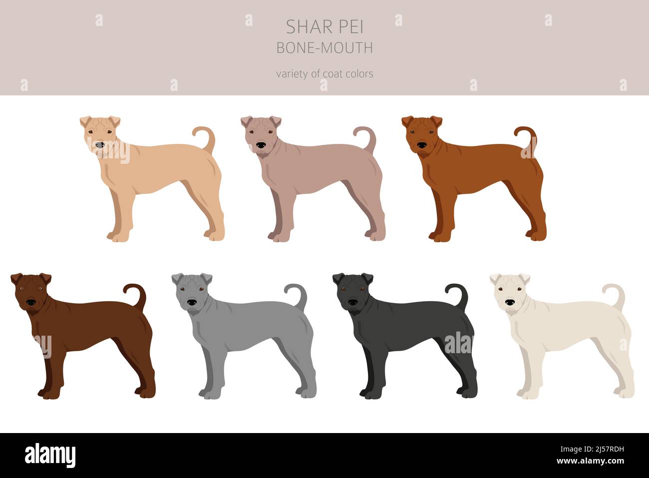 Shar Pei bone mouth clipart. Different poses, coat colors set.  Vector illustration Stock Vector