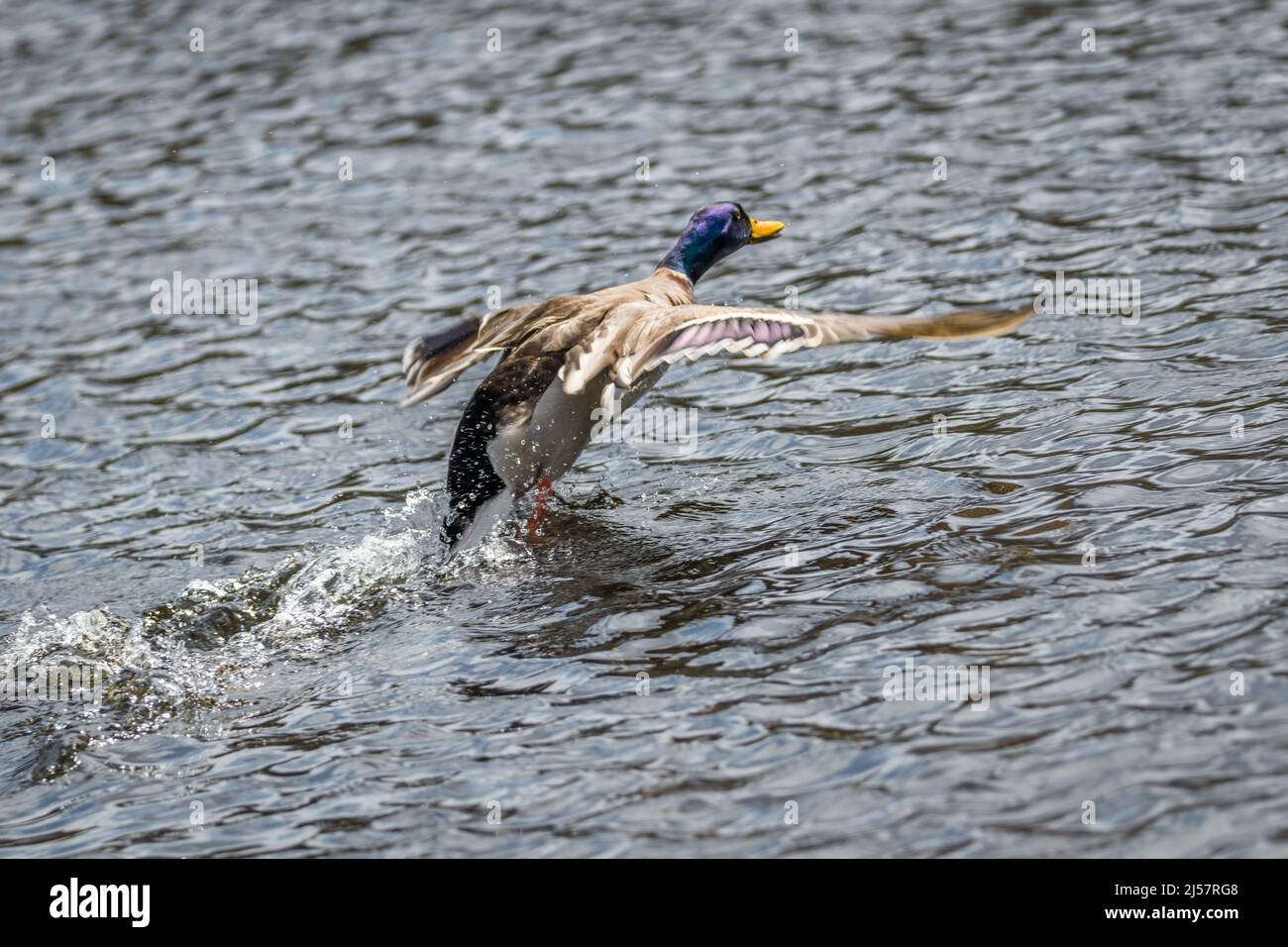 Competition and territorial fight of ducks drake in a lake with ...
