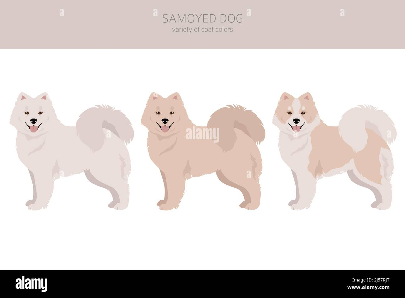 Samoyed dog clipart. Different poses, coat colors set. Vector illustration  Stock Vector Image & Art - Alamy