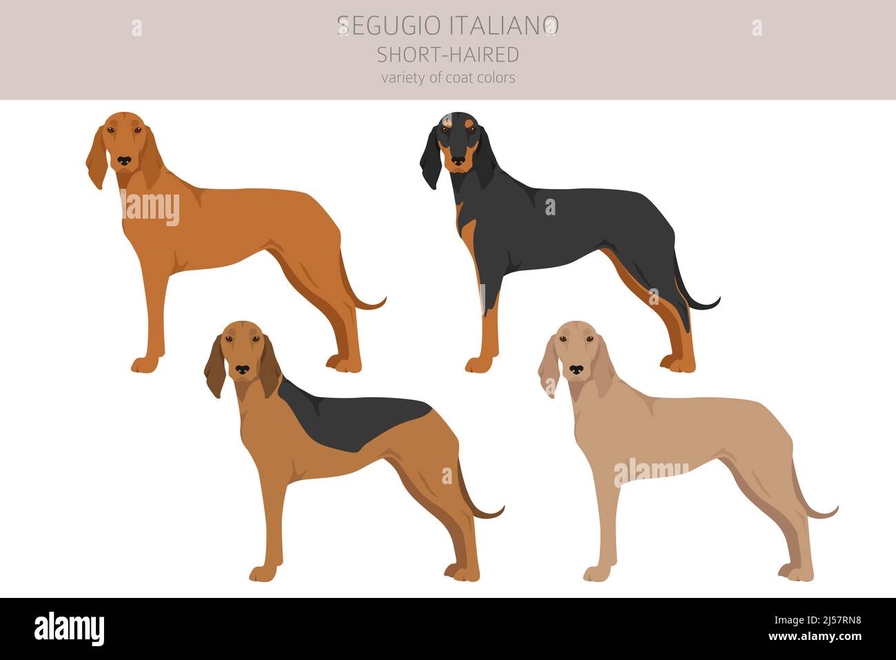 Segugio Italiano short haired clipart. Different poses, coat colors set.  Vector illustration Stock Vector