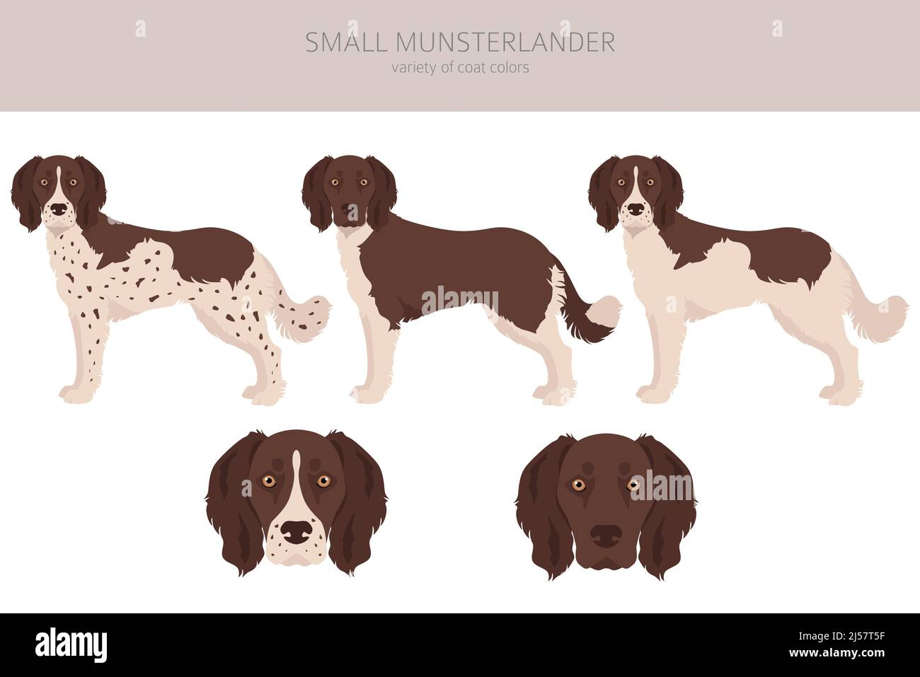 Small Munsterlander coat colors, different poses clipart.  Vector illustration Stock Vector