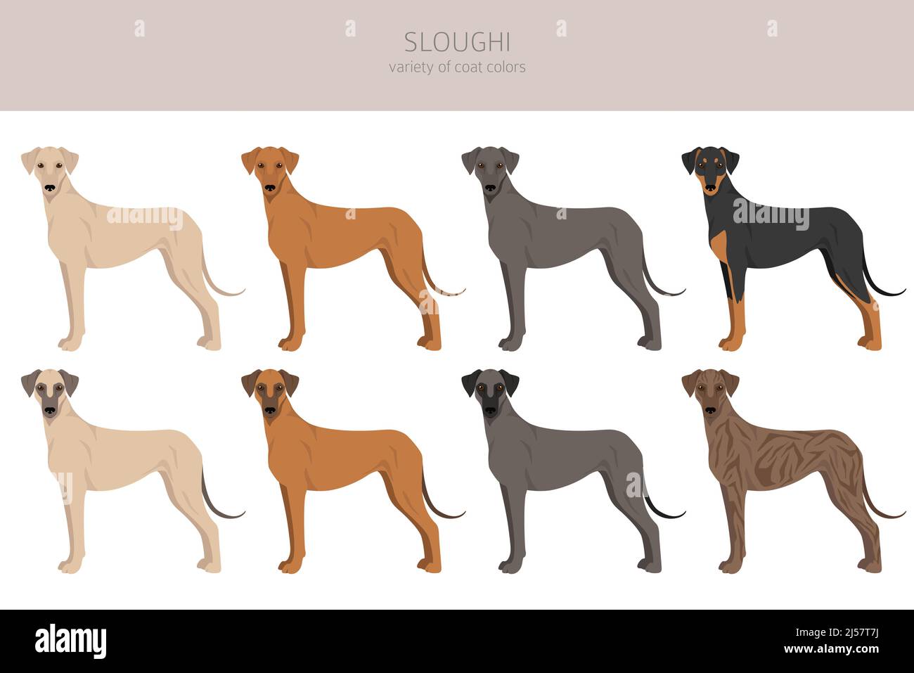 Sloughi coat colors, different poses clipart. Vector illustration Stock ...