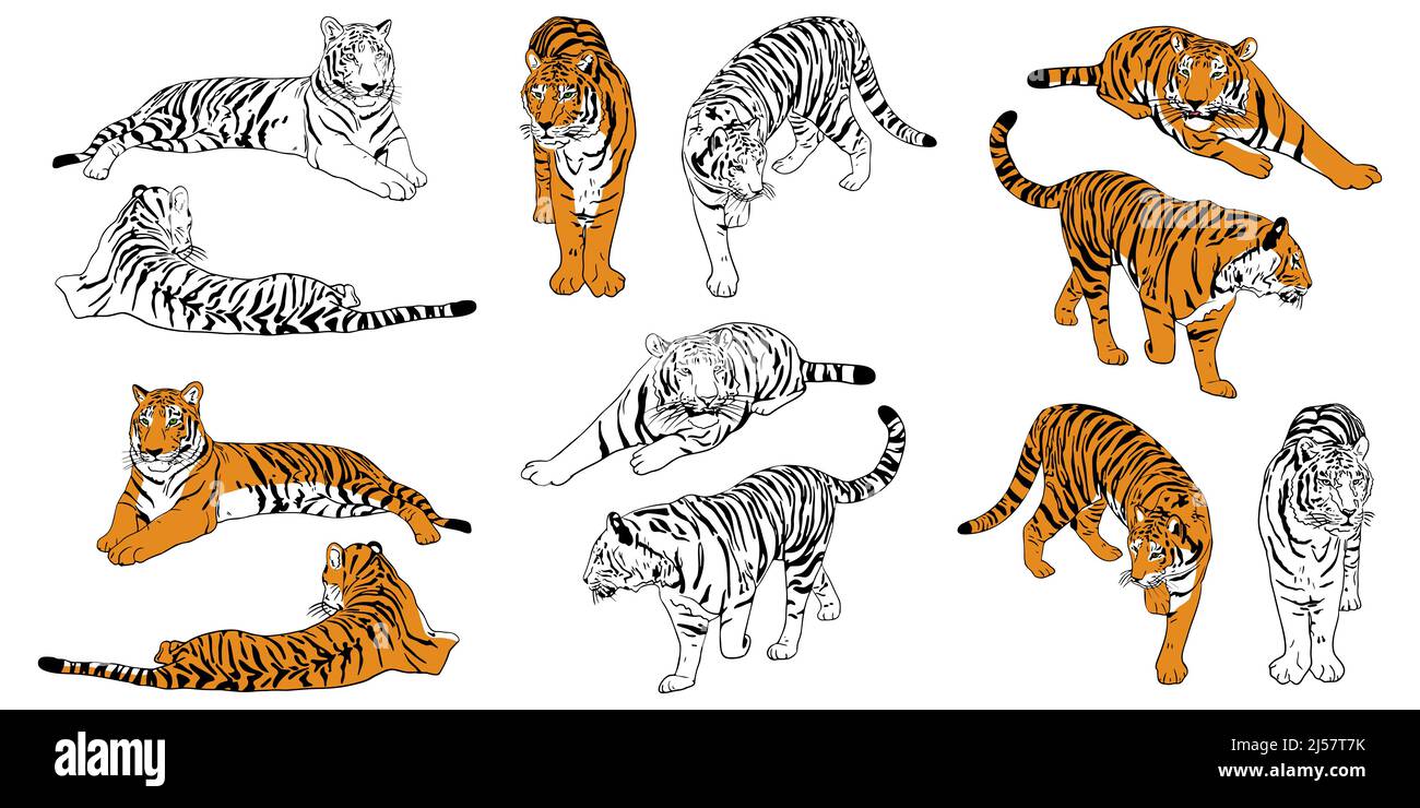 Set of realistic hand drawn Amur tigers color and outline. Big cats sketch stands, lies, walks, hunts poses. Predatory mammals for books, card vector illustration Stock Vector