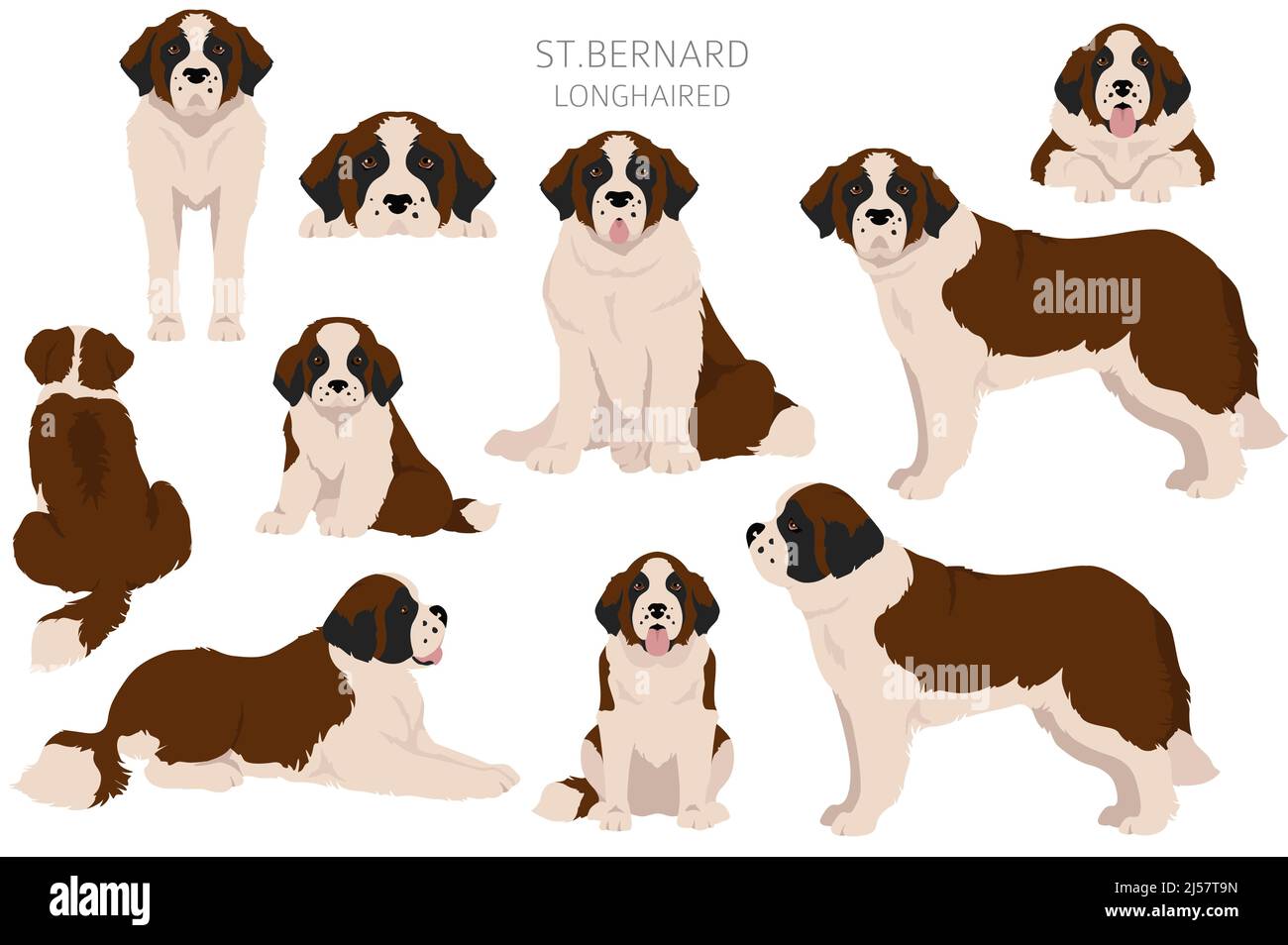 St Bernard longhaired coat colors, different poses clipart.  Vector illustration Stock Vector