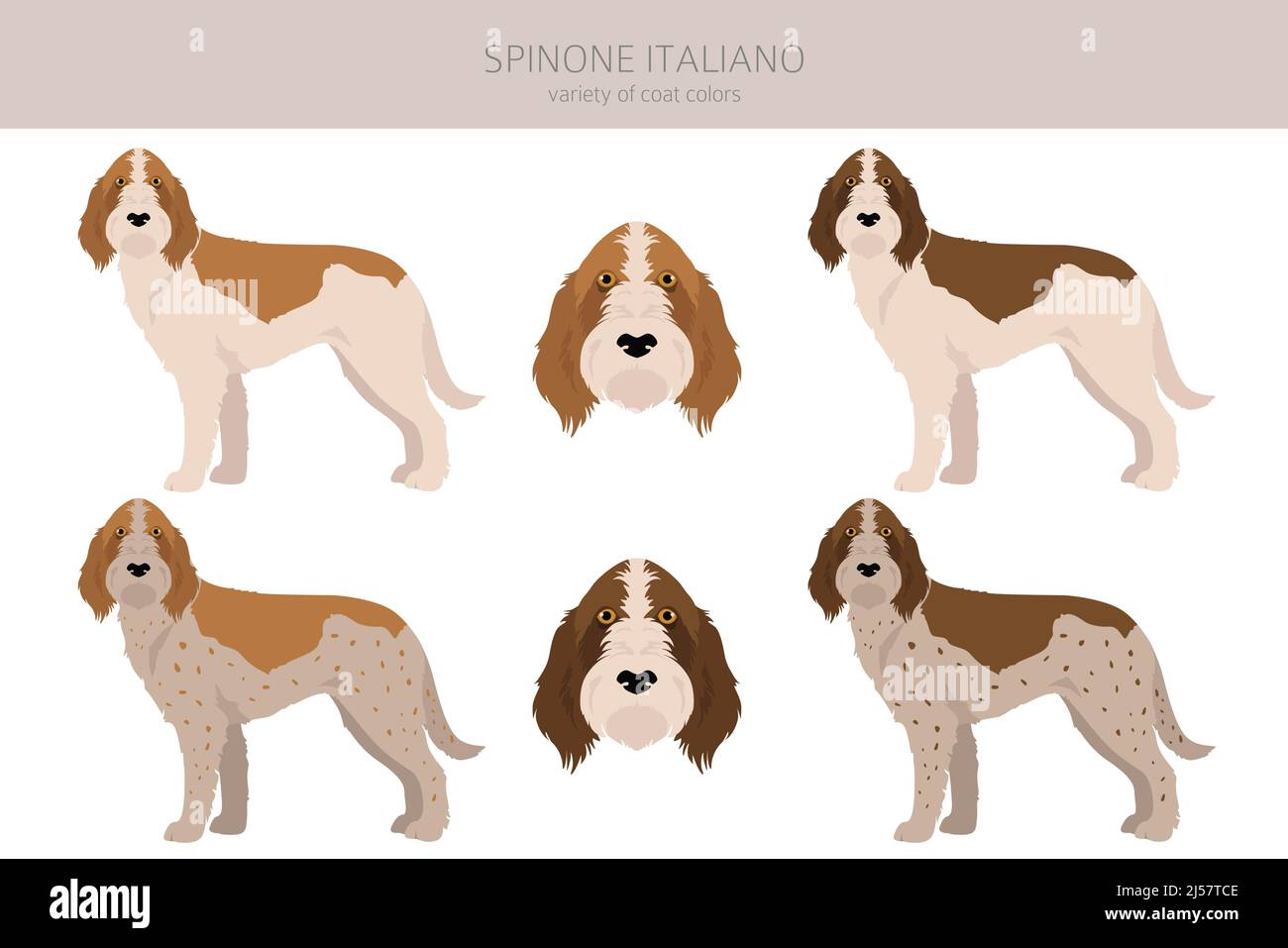 Spinone Italiano coat colors, different poses clipart. Vector