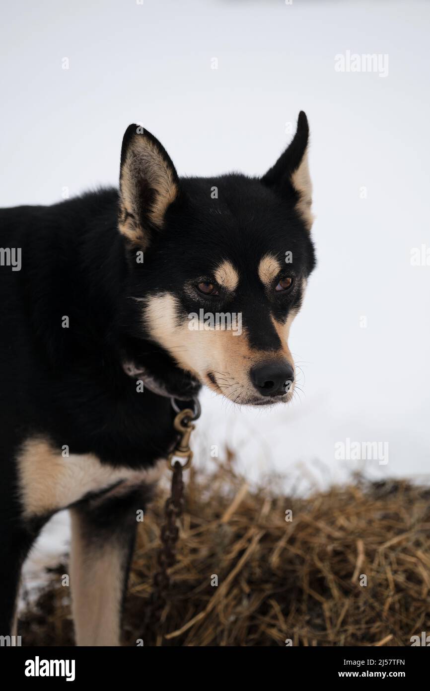 The northern sled dog breed is Alaskan Husky strong energetic and hardy. Black and red dog portrait close up winter snow. Mestizo riding breeds. Stock Photo