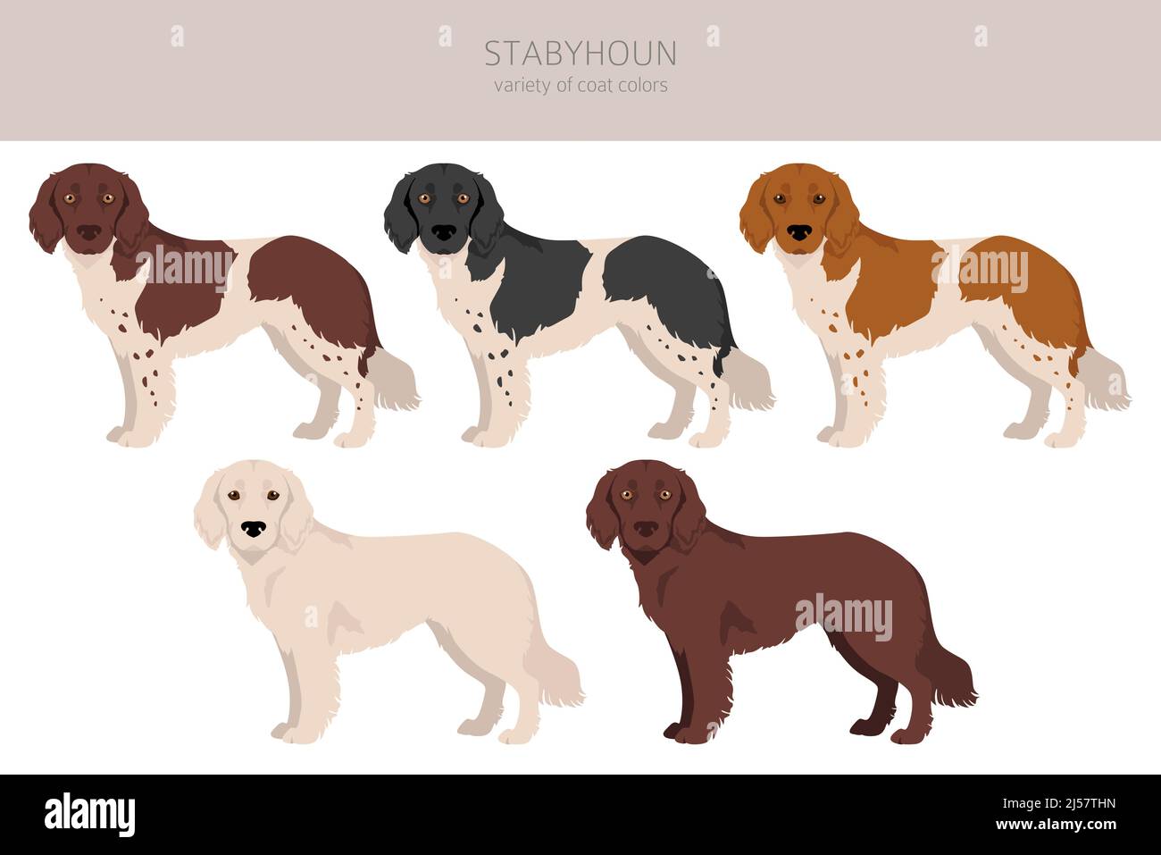 Stabyhoun 2025