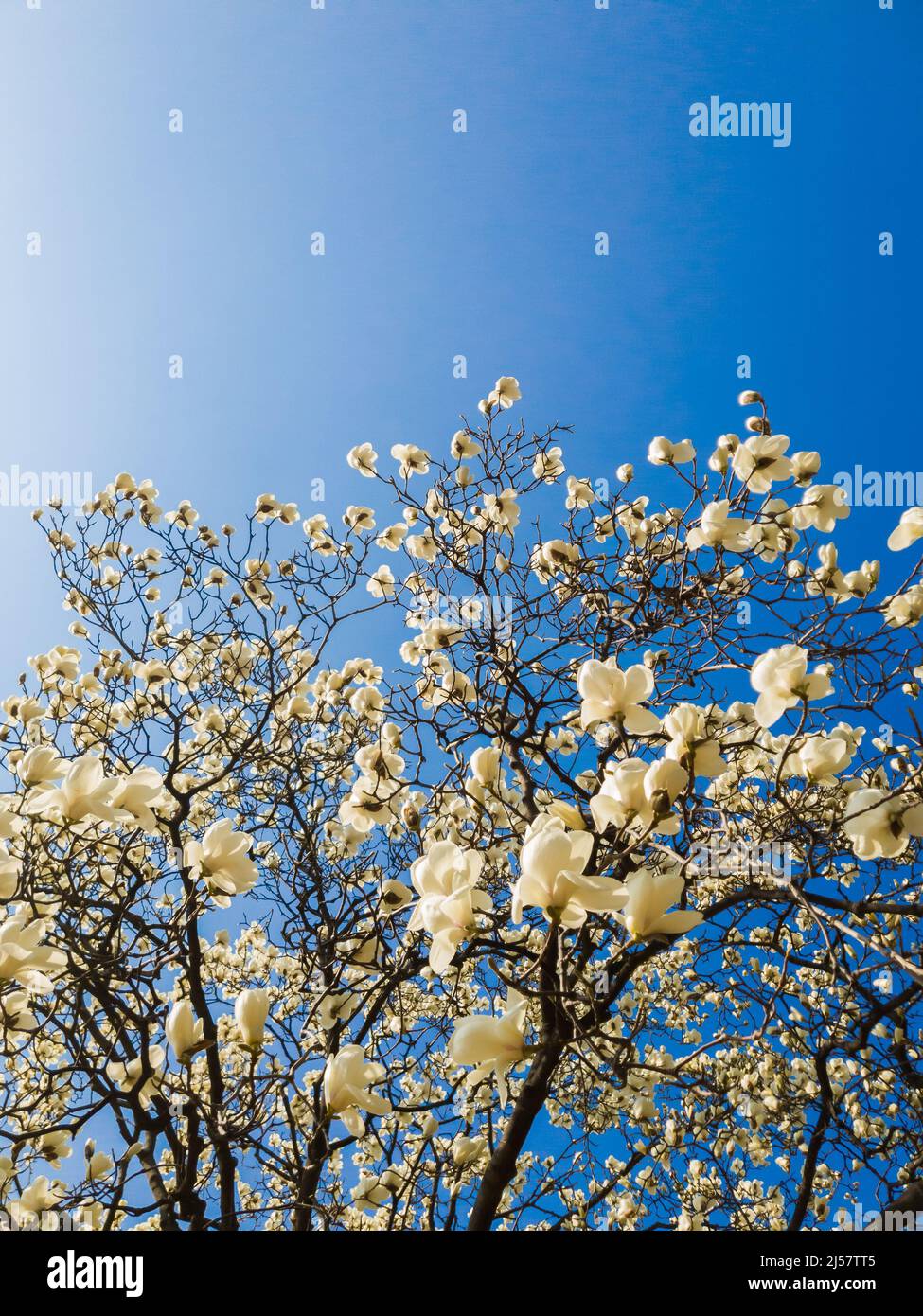 Flowers of white Magnolia kobus on the blue sky background Stock Photo ...