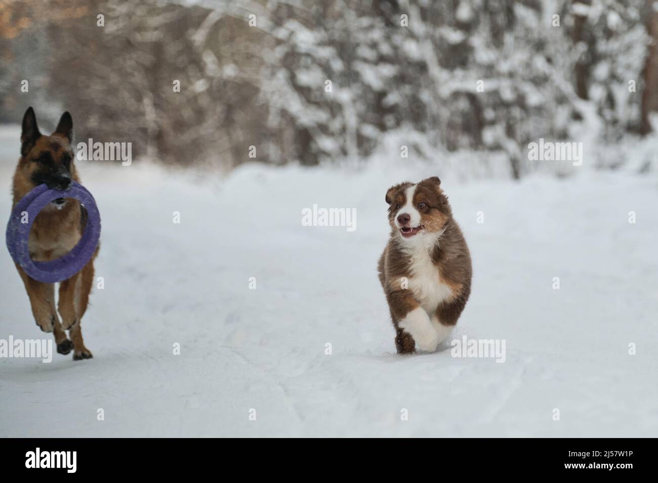 Two dogs have fun running along winter forest road. Adult German Shepherd  and Aussie puppy walk together in snowy park. Australian Shepherd red  tricol Stock Photo - Alamy