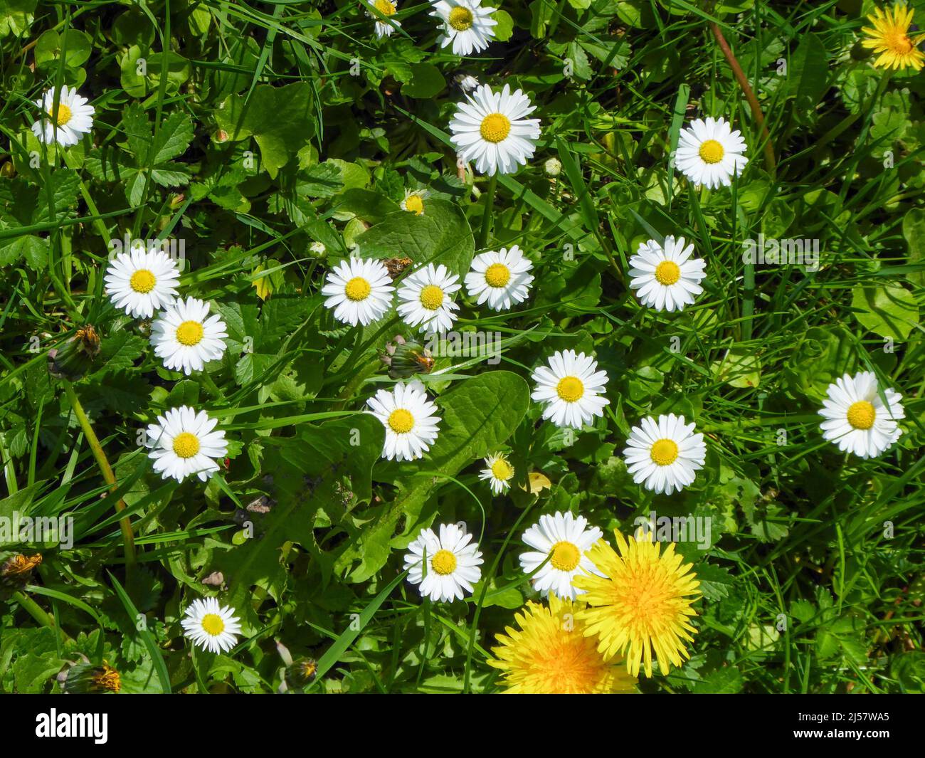 View from above of a spring meadow with blooming daisies (Bellis perennis) and dandelions (Taraxacum officinale) Stock Photo