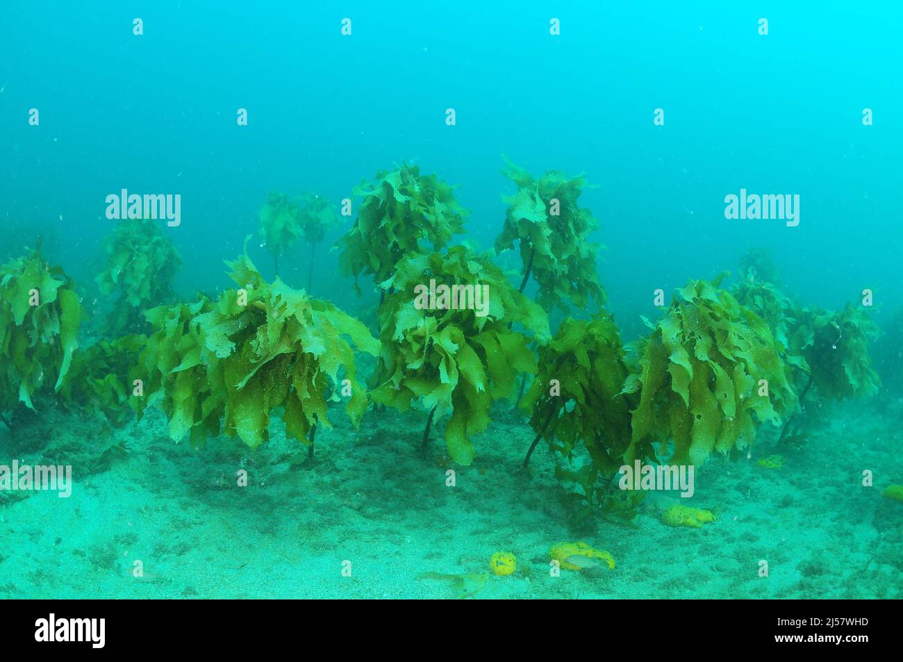 Plants of brown stalked kelp Ecklonia radiata growing from flat bottom in gloomy water. Location: Leigh New Zealand Stock Photo