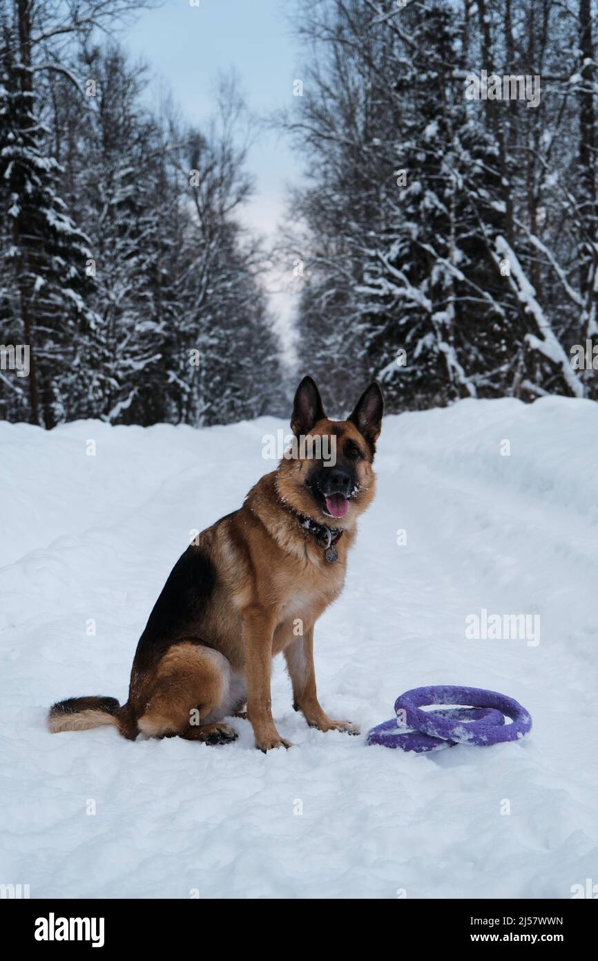Beautiful purebred dog in winter park. German Shepherd sits on snowy ...