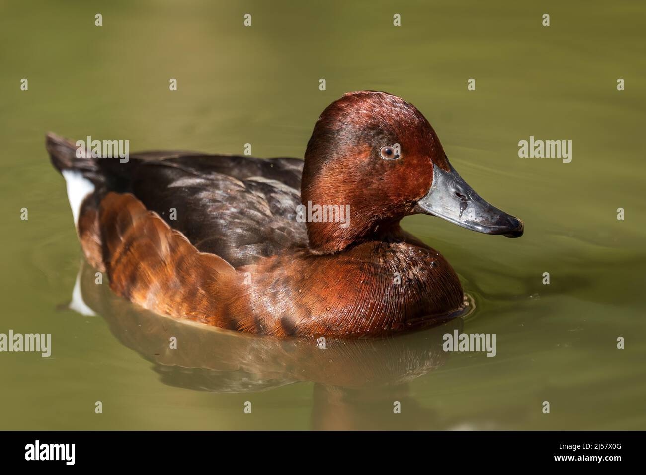 Ferruginous Duck - Aythya nyroca, beautiful colored duck from Euroasian fresh waters and wetlands, Croatia. Stock Photo