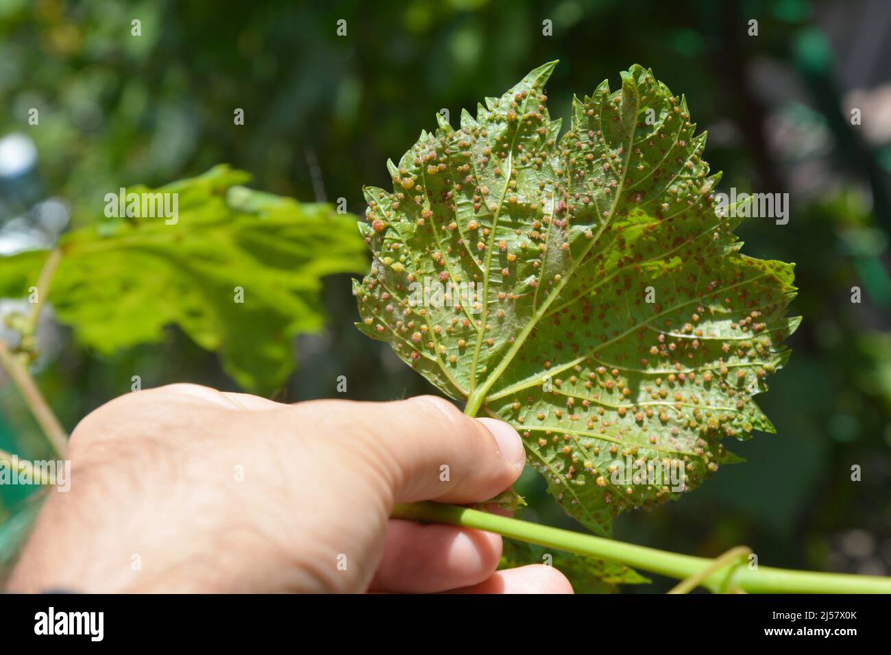 Grape phylloxera diseases. Grape phylloxera (Phylloxera vastatrix) is a