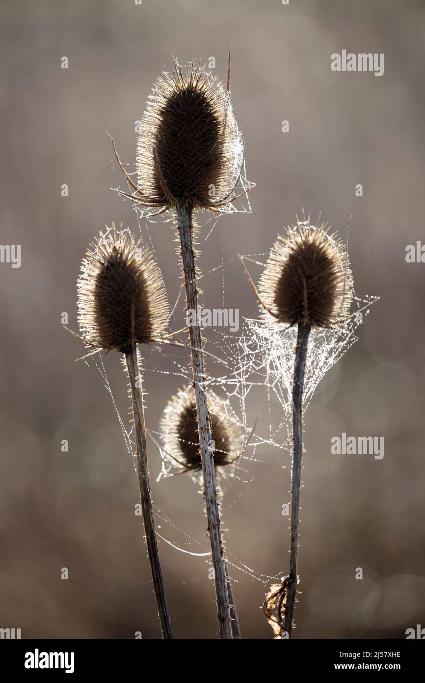Teasels covered with cobwebs backlit on dewy morning sunlight Stock Photo