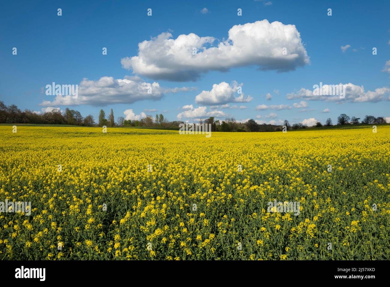 Oilseed rape field below fluffy white clouds on a blue sky, Newbury, Berkshire, England, United Kingdom, Europe Stock Photo