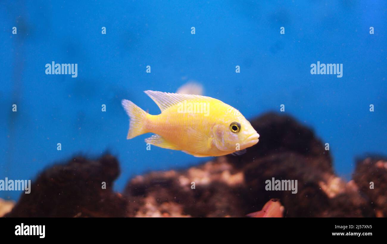 Fresh water aquarium yellow fish Stock Photo Alamy