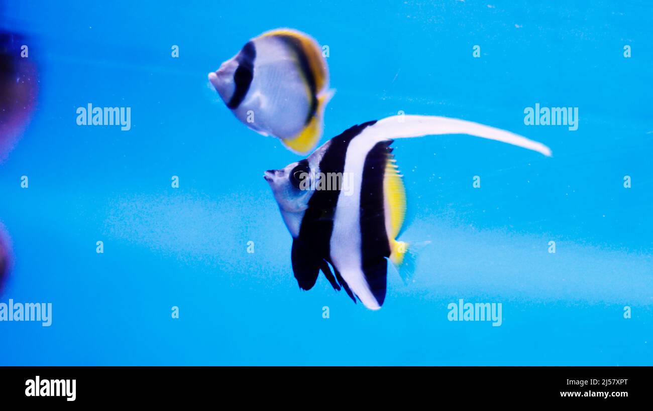 Angel fish long taile aquarium fish Stock Photo