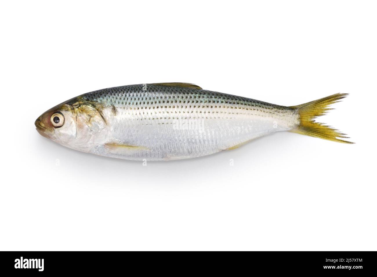 Gizzard shad hi-res stock photography and images - Alamy