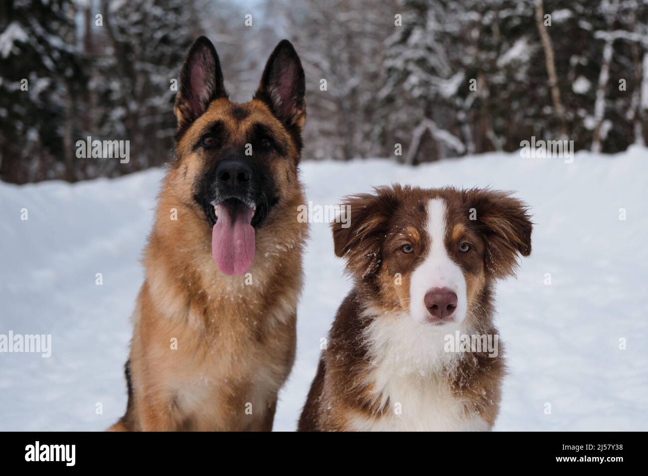 Portrait of Australian Shepherd puppy in snow next to German Shepherd on  winter forest road. Mans best friends. Two purebred dogs. Aussie red  tricolor Stock Photo - Alamy