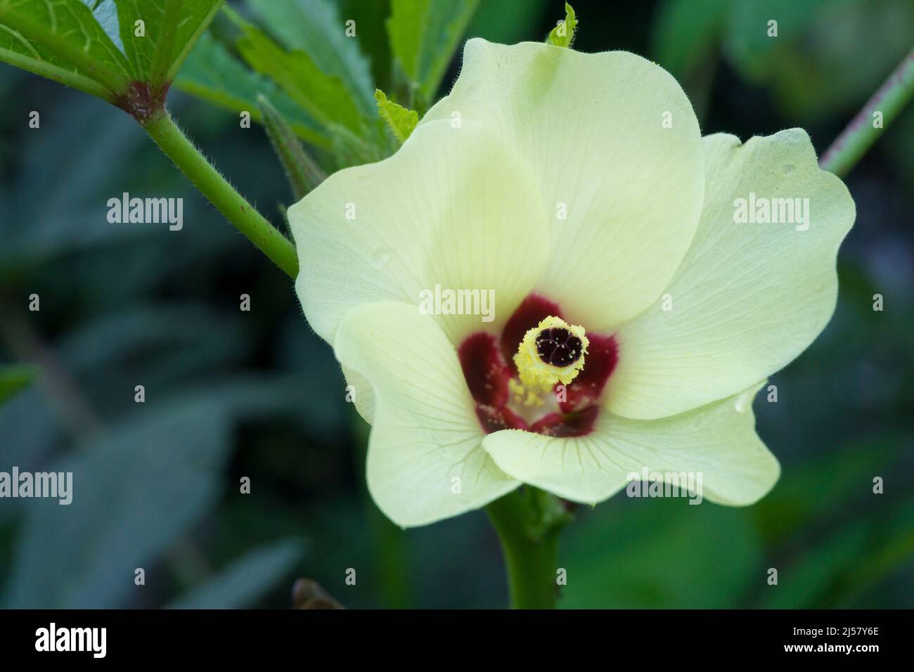 A closeup shot of Okra (Abelmoschus esculentusflower) blooming in the