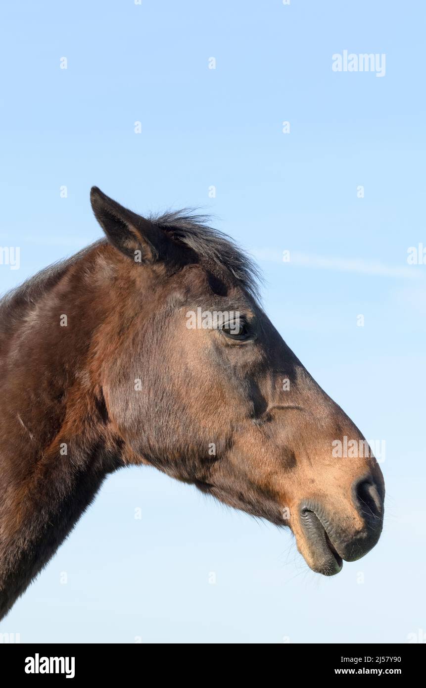 Side view portrait of a dark brown Oldenburger warmblood horse (Equus ferus caballus) with details and focus on the head Stock Photo