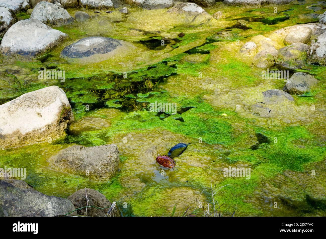 Pond Algae Identification