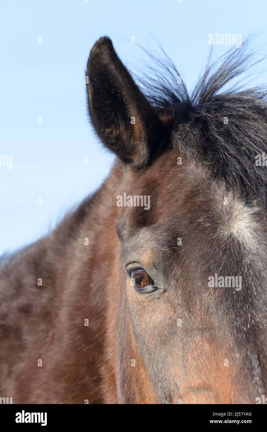 Close-up portrait of a dark brown Oldenburger warmblood horse (Equus ferus caballus) with details and focus on forehead, eye and ear Stock Photo