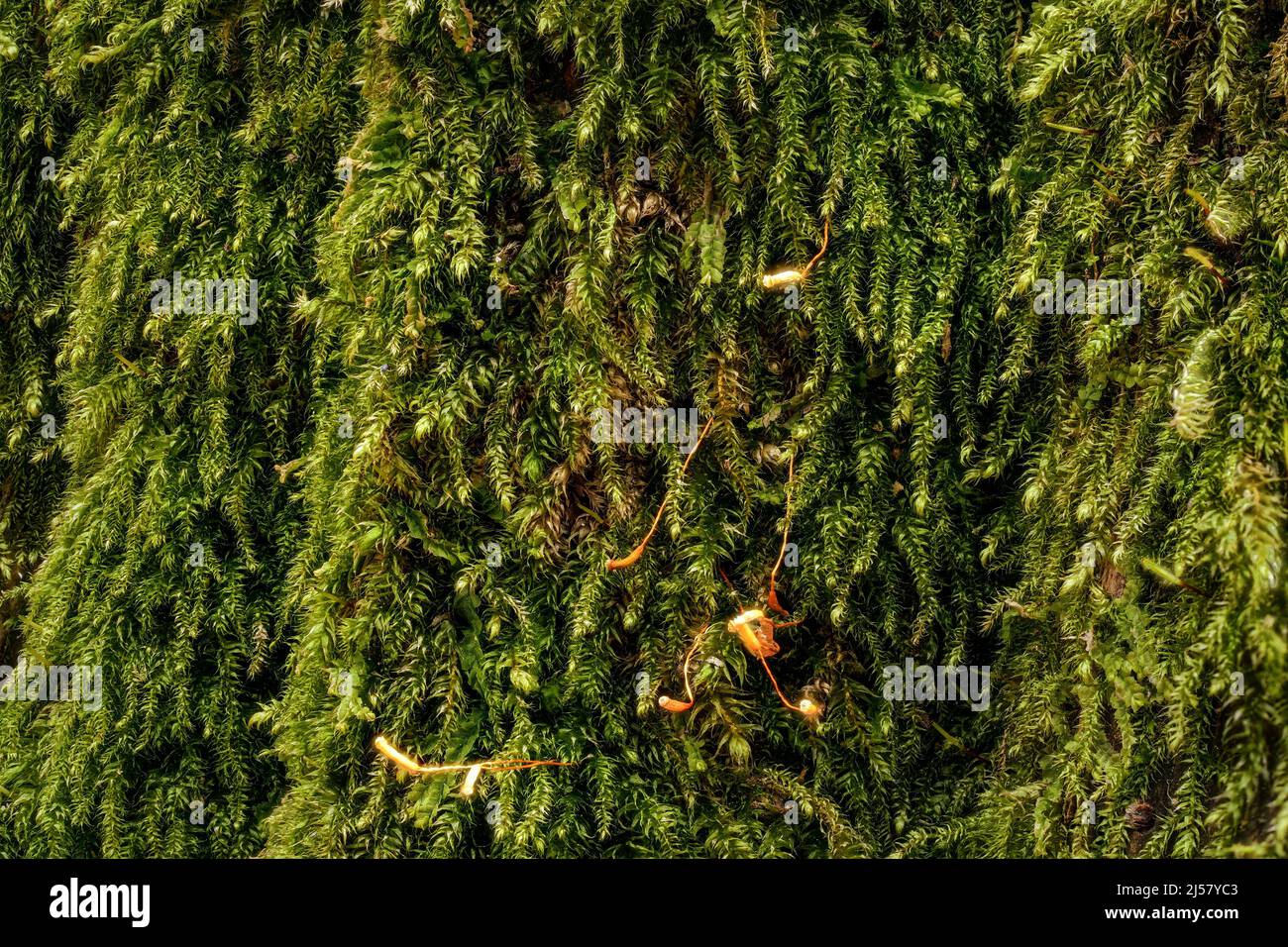 Fine green moss - Brachythecium species - growing on tree, closeup macro detail. Stock Photo