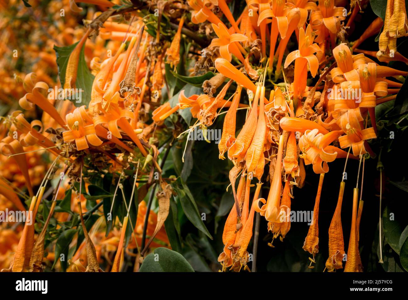 A close up shot of Begonia Venusta Plant Pyrostegia venusta, also ...