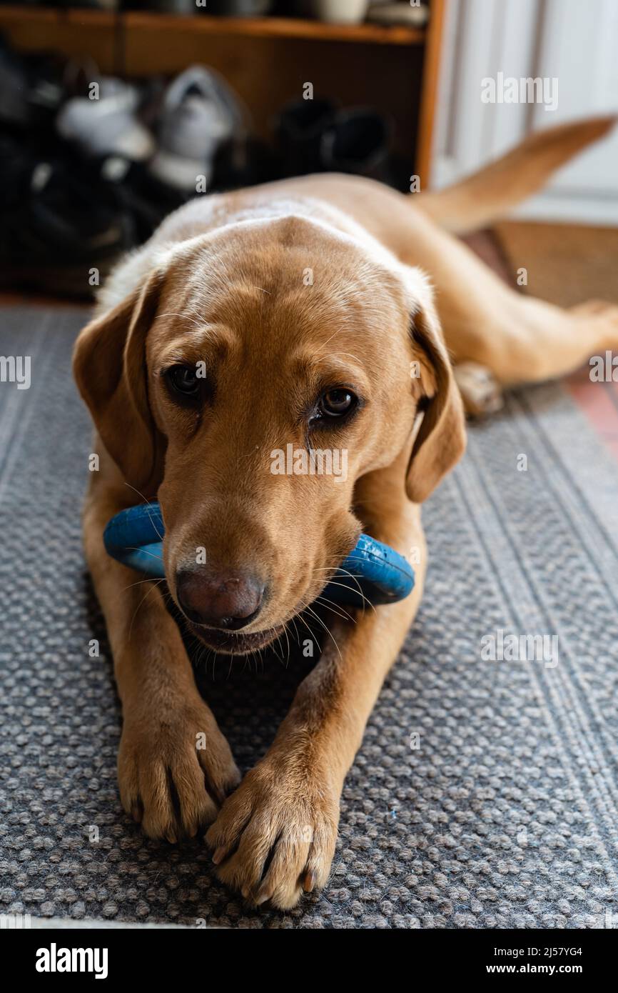 Natural rubber chew toy with a puppy chewing