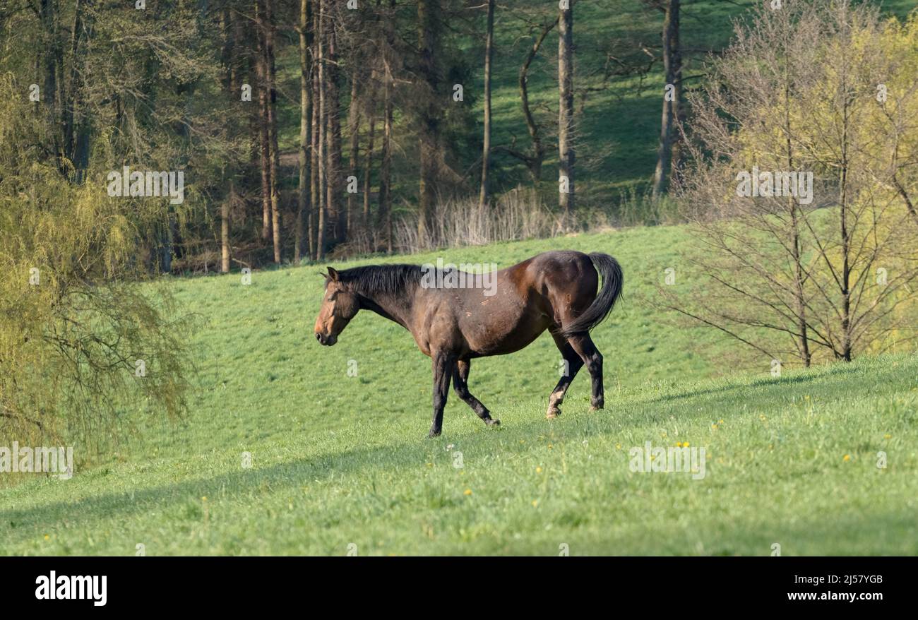 Oldenburger warmblood horse walking on a pasture near a forest in the countryside Stock Photo