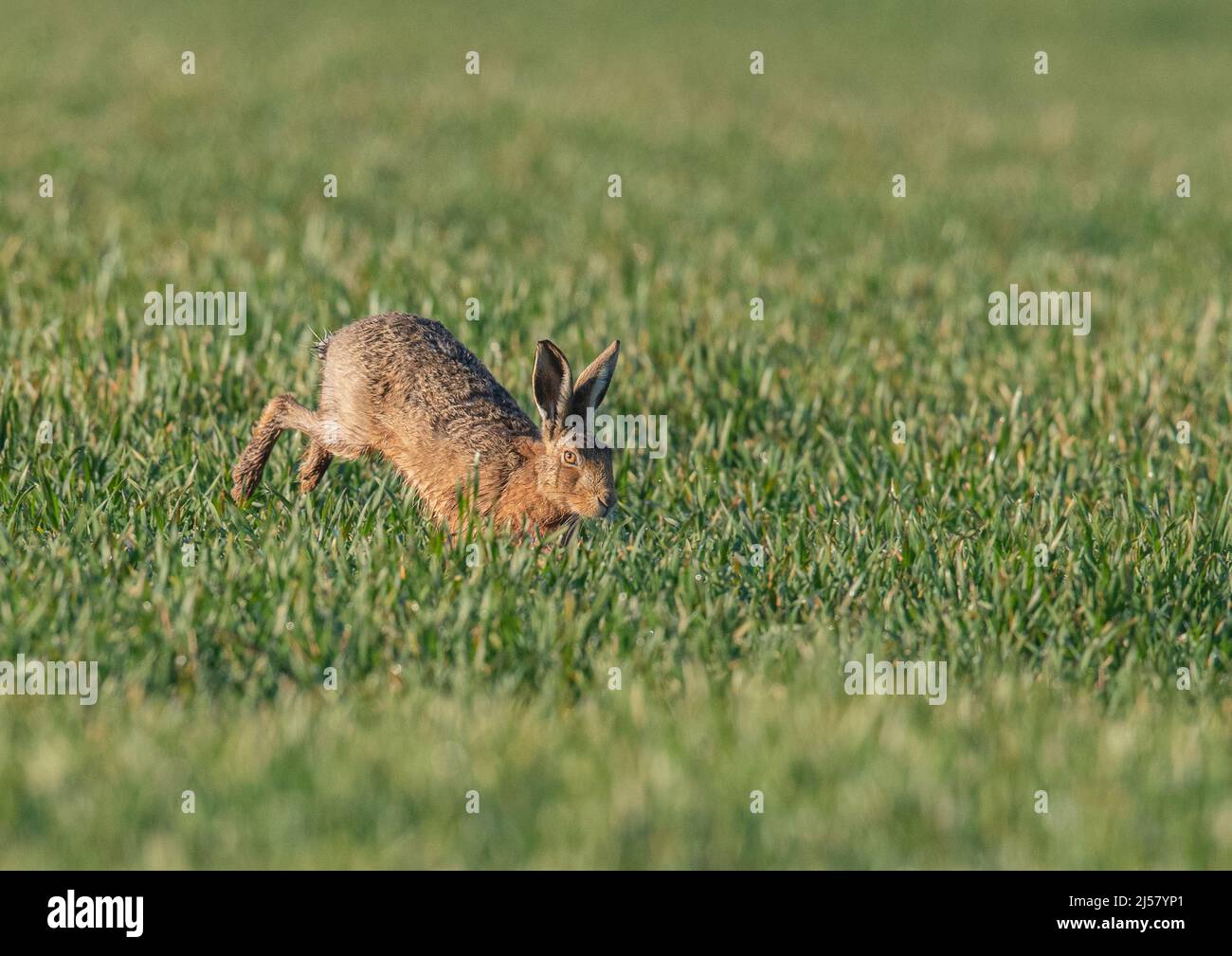 Brown Hare running across the farmers wheat. It shows leaping with long powerful back legs   . Suffolk, UK. Stock Photo