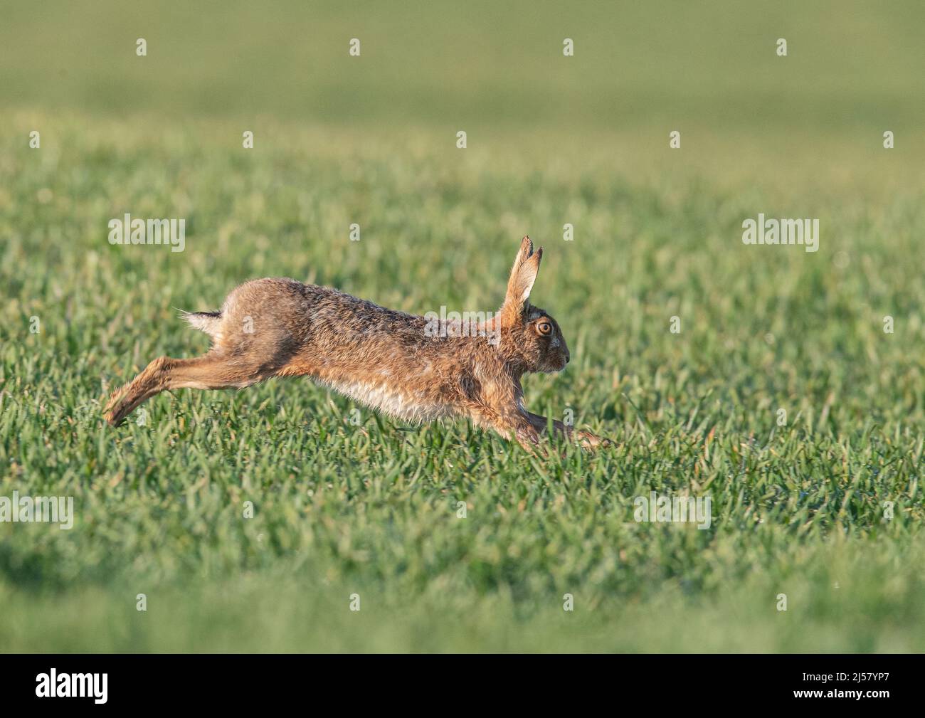Brown Hare racing across the farmers wheat. It shows at full stretch, leaping with long powerful back legs   . Suffolk, UK. Stock Photo
