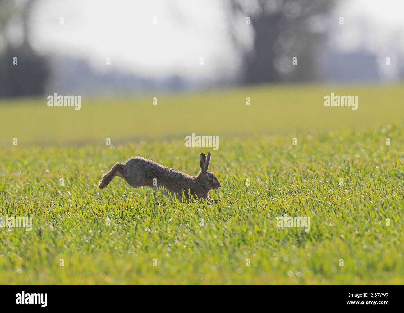 Brown Hare bounding across the farmers wheat. It shows at full stretch, leaping with long powerful back legs   . Suffolk, UK. Stock Photo