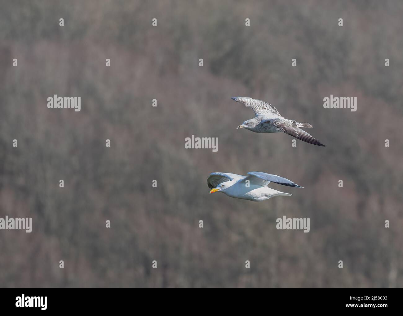 An example of adult and juvenile Herring Gulls in flight against a woodland backdrop. This clearly shows their different plumage. Sussex ,UK Stock Photo