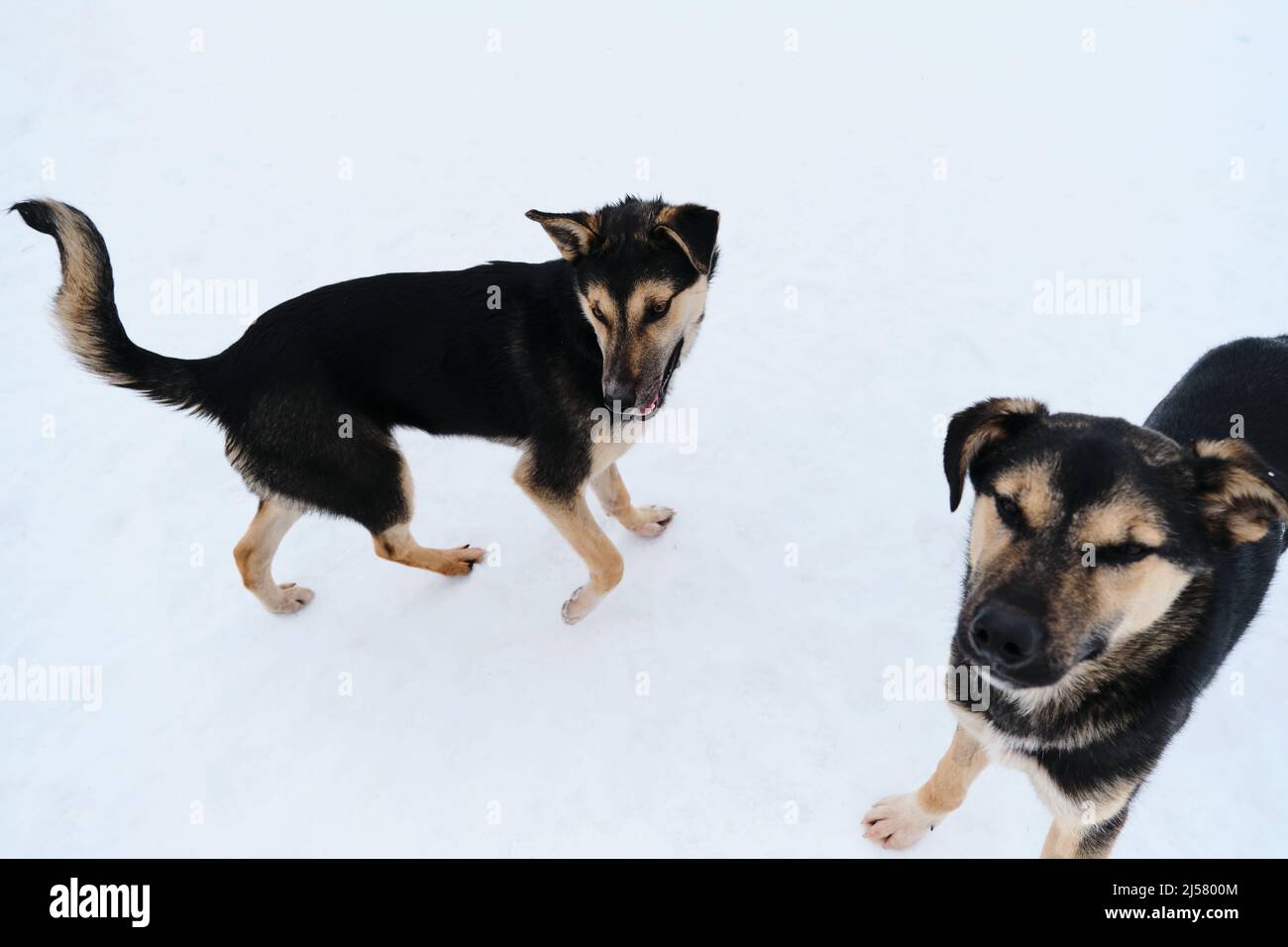 Two funny black and red puppies Alaskan Husky northern sled breed. Young dogs walk in snow in winter. Mutts in shelter are looking for home. Stock Photo