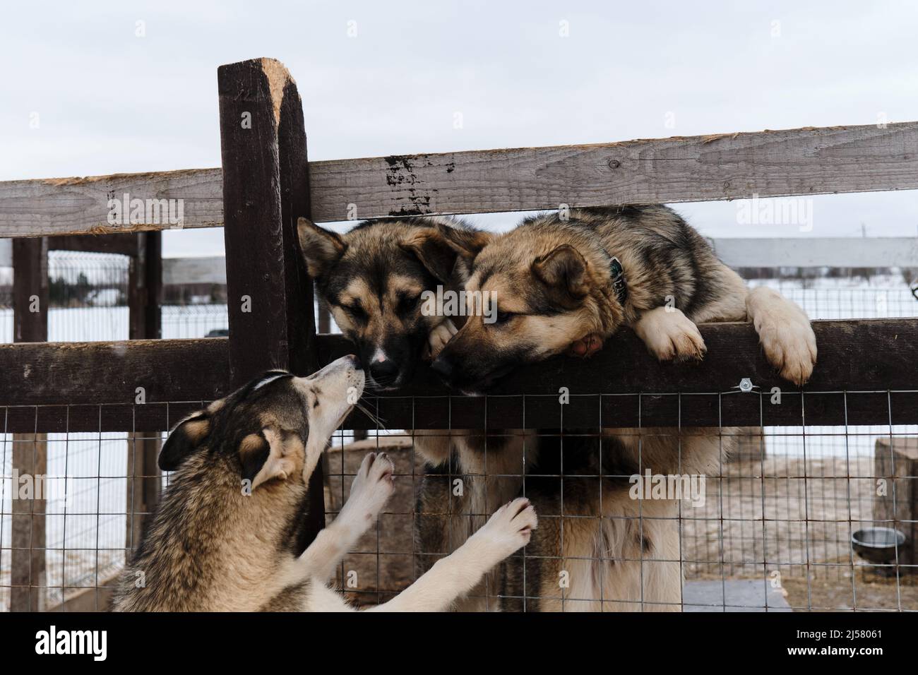 Alaskan huskies from kennel of northern sled dogs stand behind fence