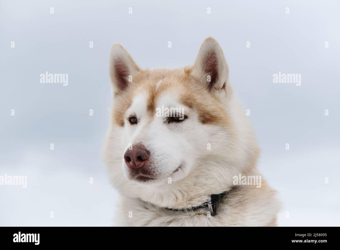 Husky light sale