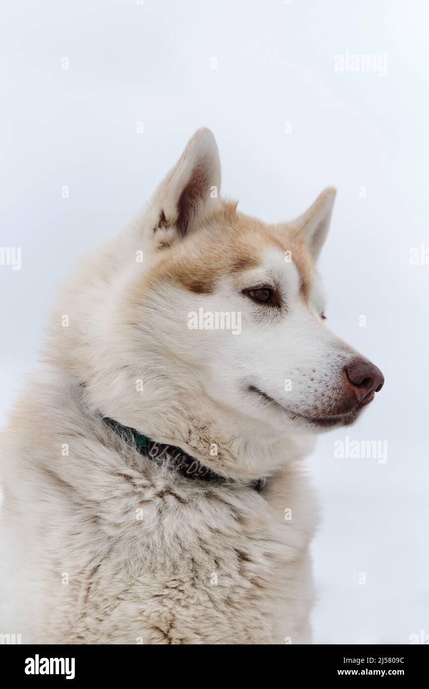 Husky light best sale red