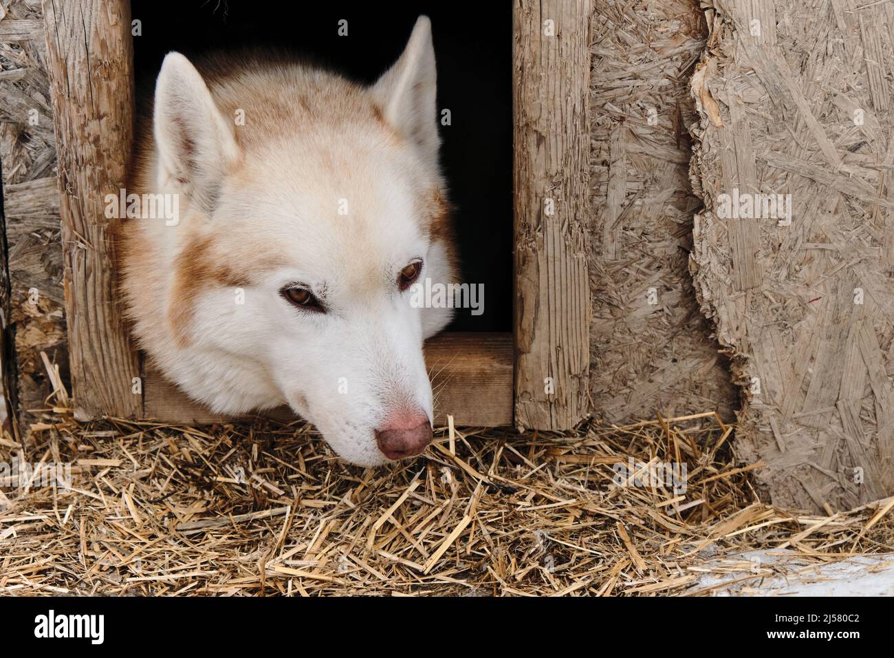 are siberian huskies quiet