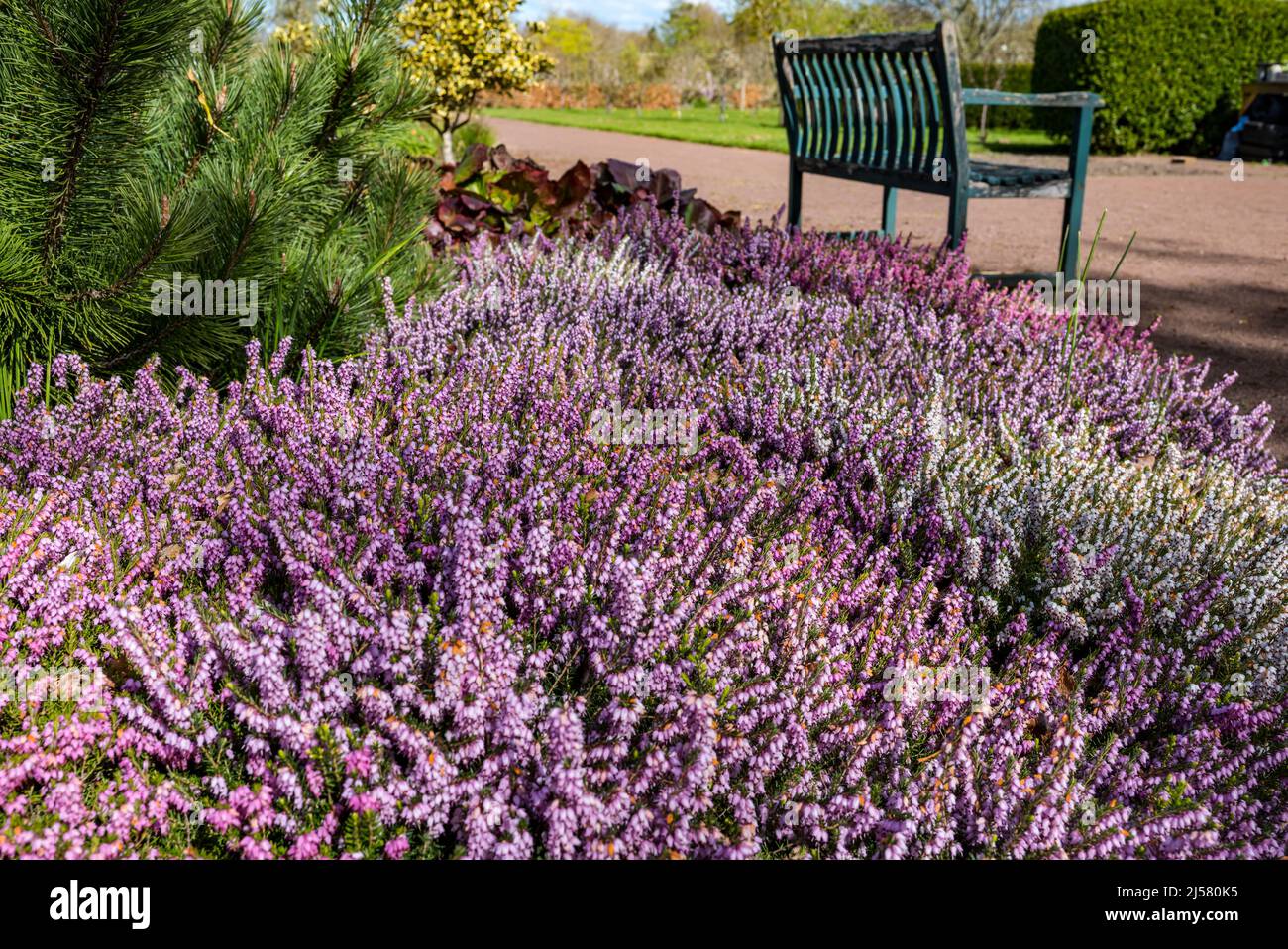 A variety of colours of purple heather growing at Amisfield walled garden, East Lothian, Scotland, UK Stock Photo