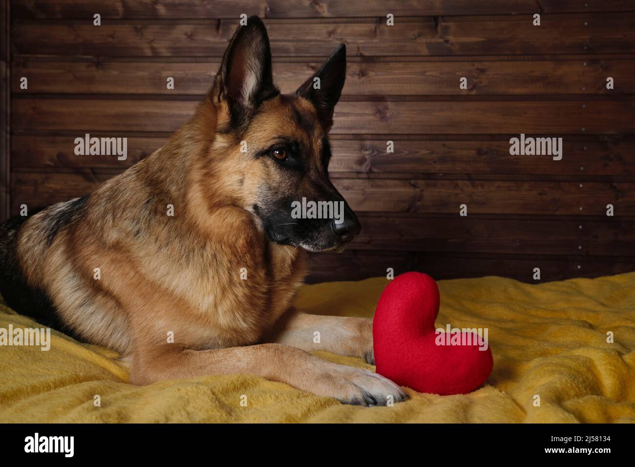 Black and red German Shepherd is lying on bed on yellow blanket against