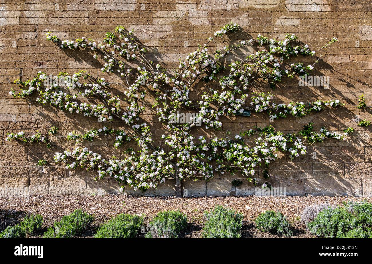An espalier flowering apple fruit tree growing on an old stone wall