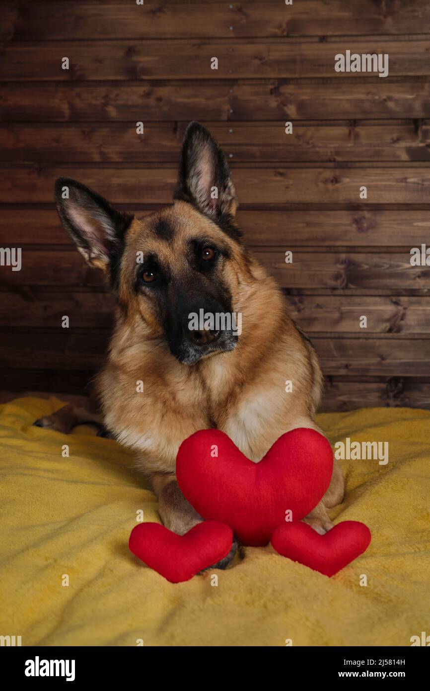 Black and red German Shepherd is lying on bed on yellow blanket against