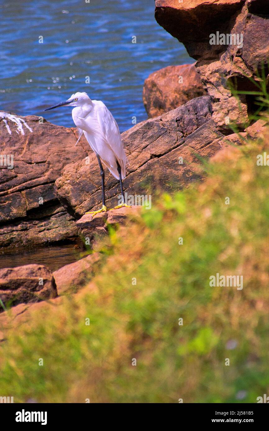 Little Egret, Egretta garzetta, Kaudulla National Park, Sri Lanka, Asia Stock Photo