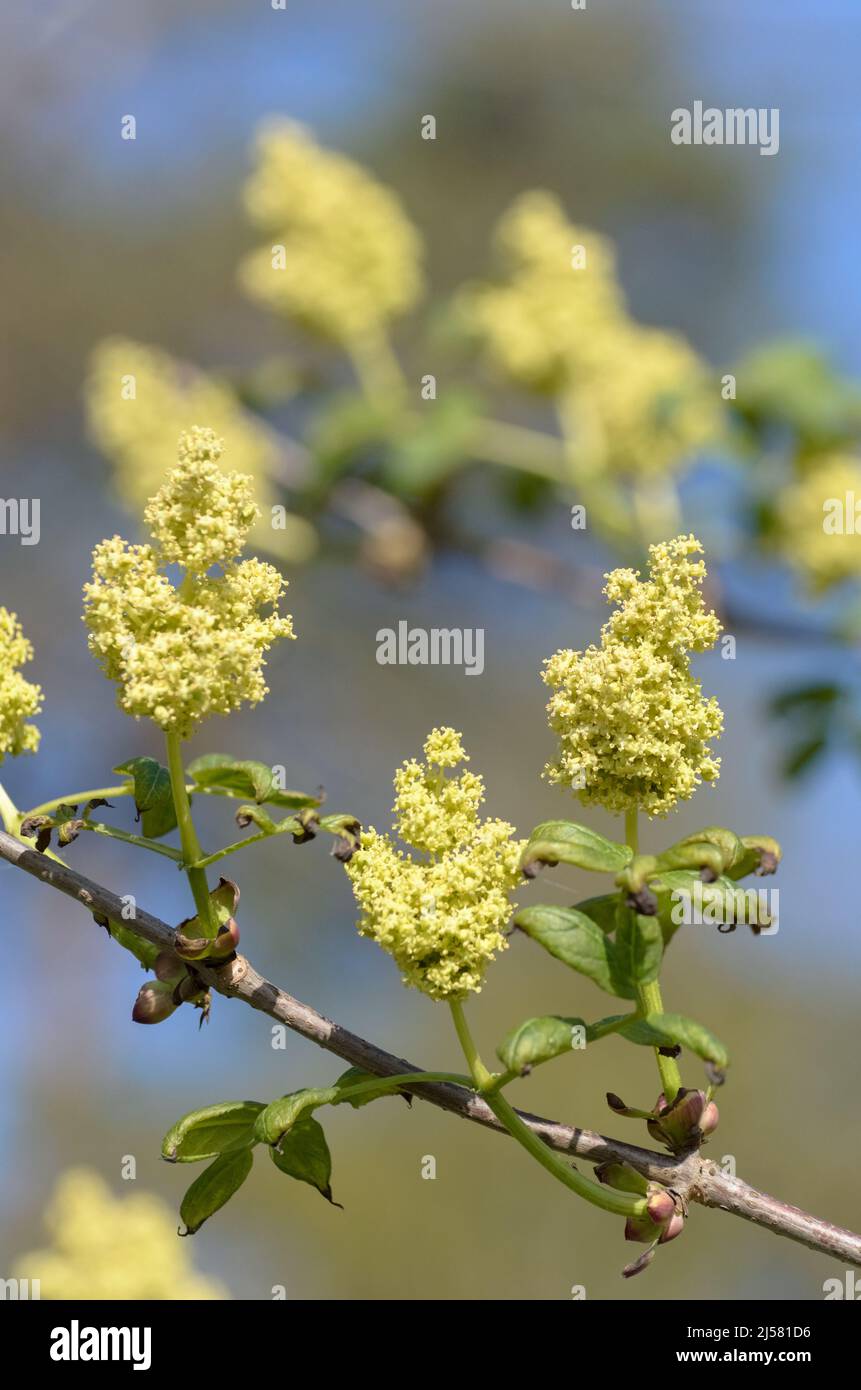 Flowers of the Sambucus cerulea shrub plant, known as Blue Elderberry