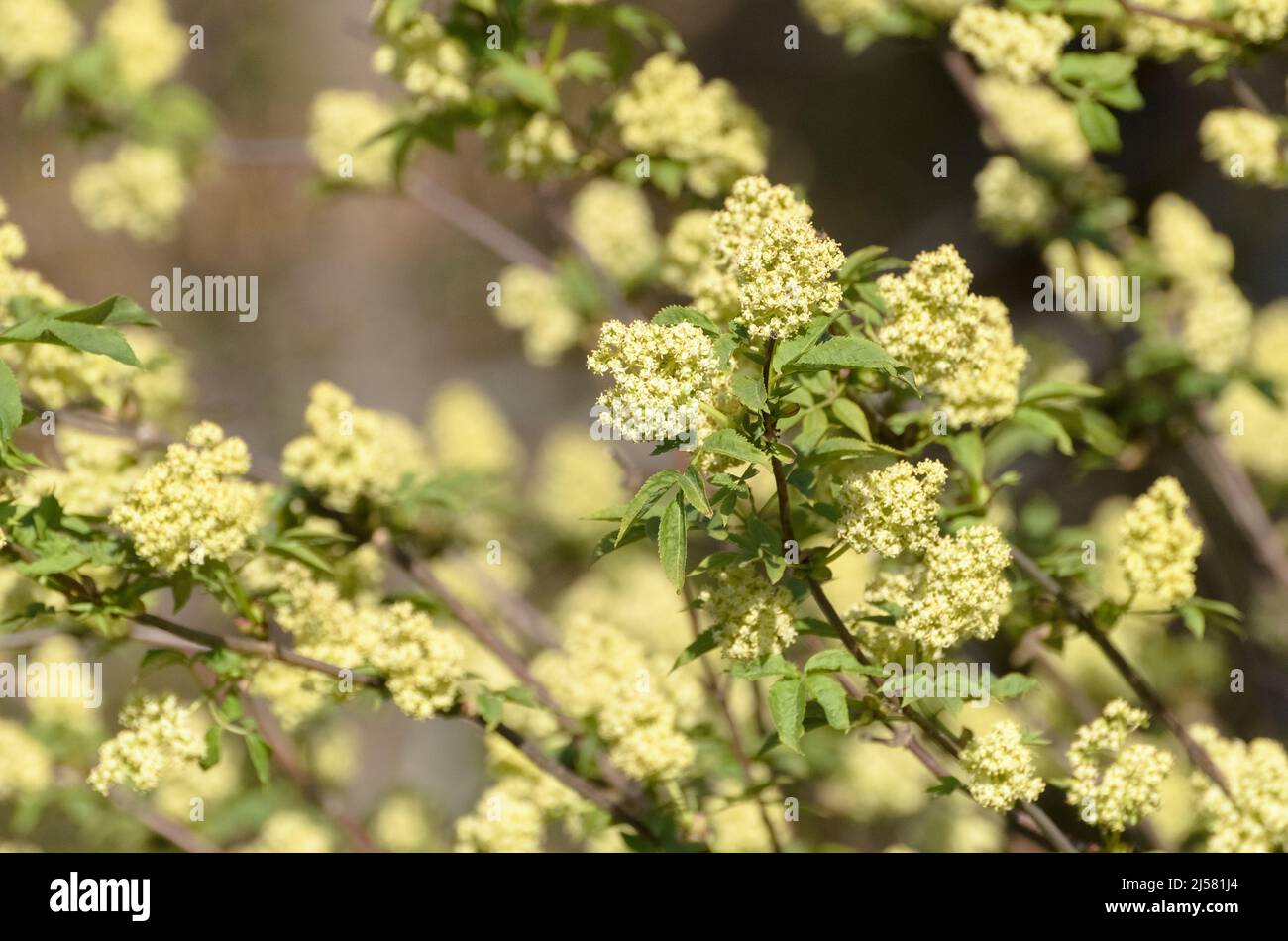 Flowers of the Sambucus cerulea shrub plant, known as Blue Elderberry